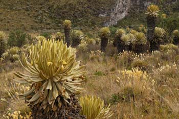 Parque Nacional de Los Nevados
