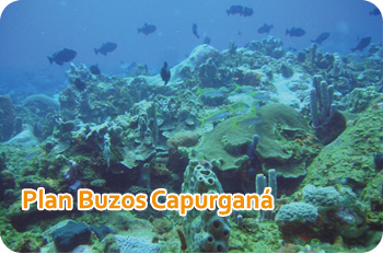 Plan Capurganá Buzos Certificados