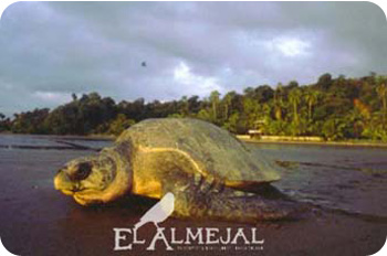 El Almejal