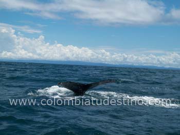 Decameron Aquarium 