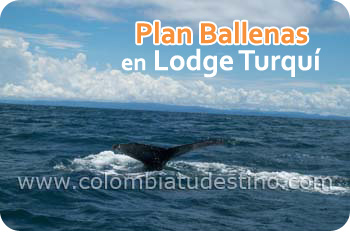 Lodge Turquí