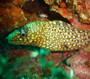 Capurgana