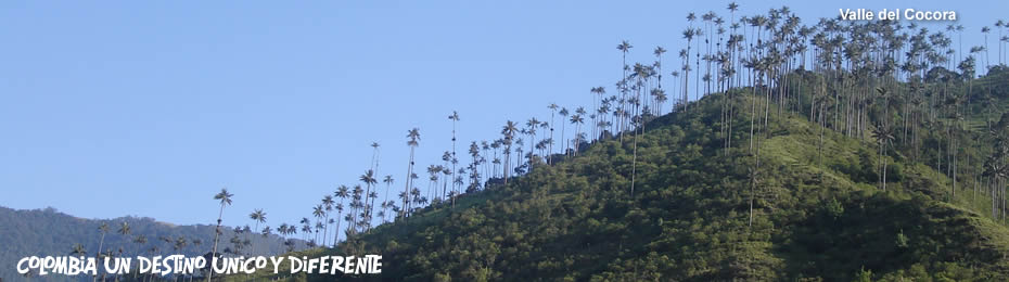 Cocora