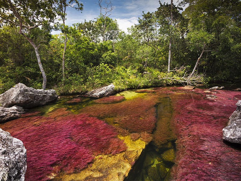 Caño Cristales desde Bogotá 4