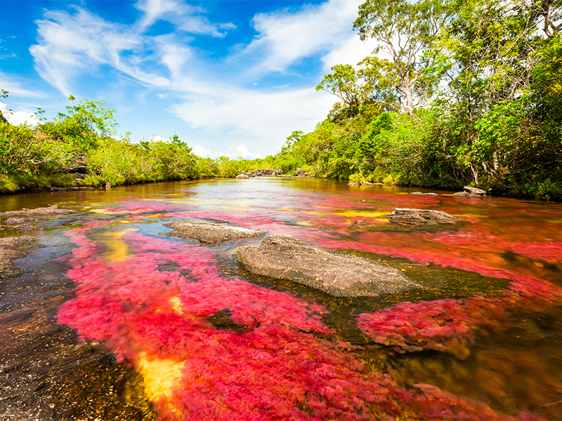 Caño Cristales desde Medellín 0