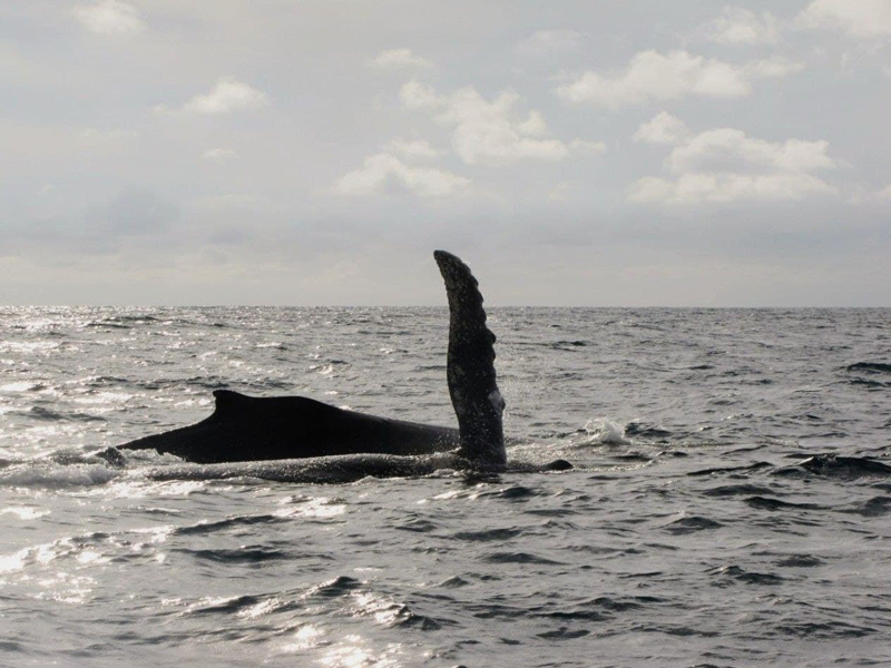 Ballenas a la vista Playa de Oro 9