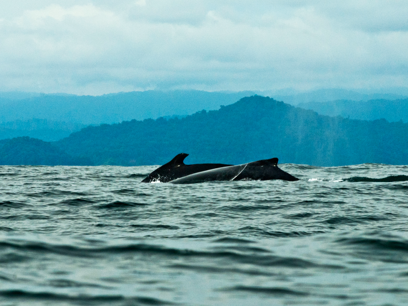 Ballenas a la vista Playa de Oro 1