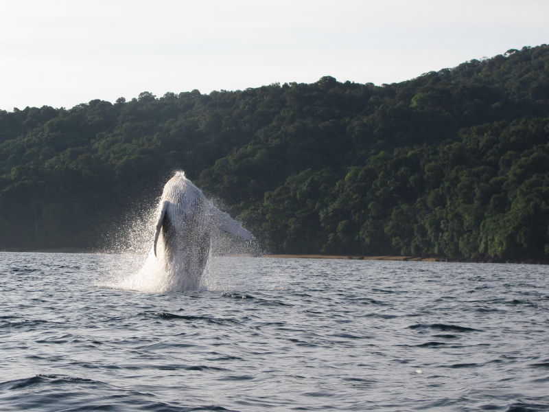 Ballenas a la vista Playa de Oro 5