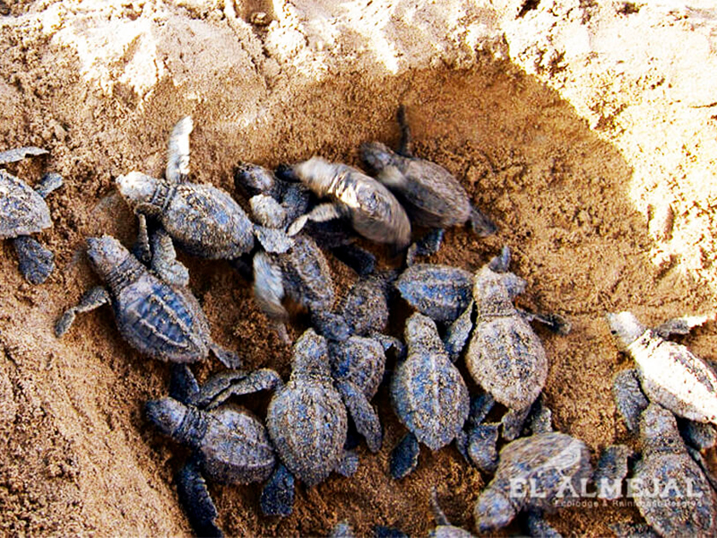 Tortuguitas al Agua Bahía Solano 0