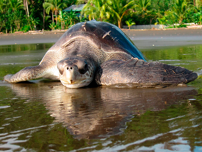 Tortuguitas al Agua Bahía Solano 1