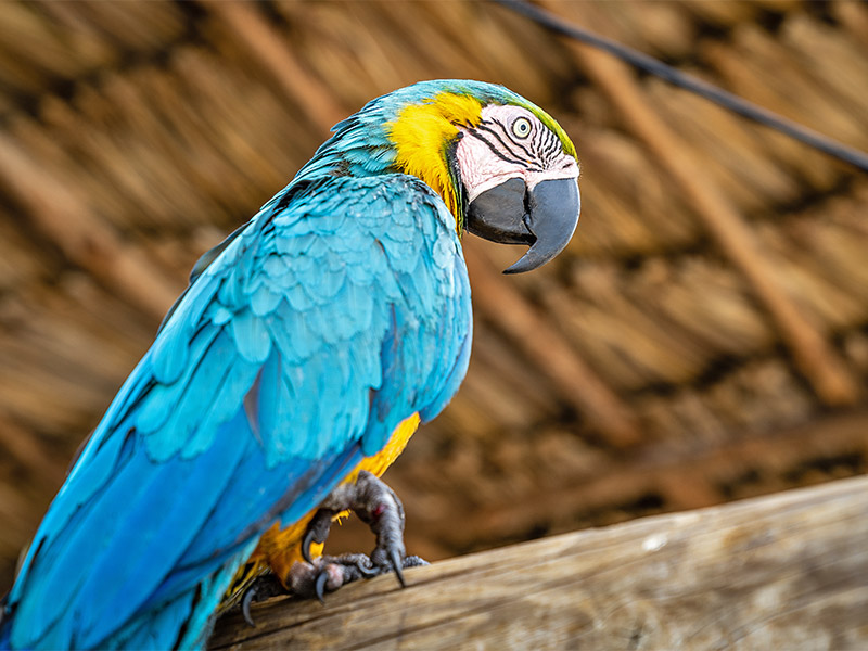 Fin de año en el Amazonas