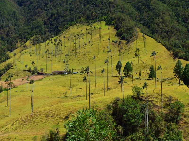 Montañas con aroma de café 3