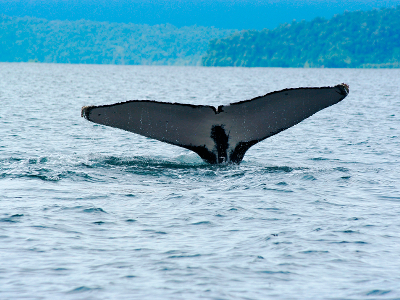 Ballenas a la vista Playa de Oro 3