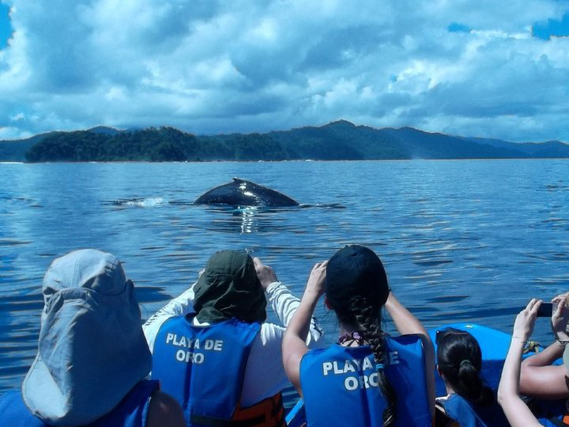 Ballenas a la vista Playa de Oro 6