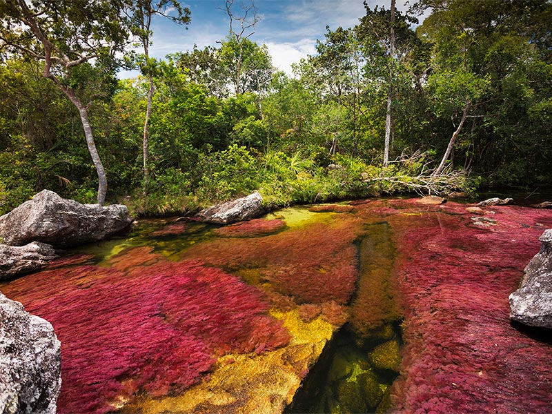 Caño Cristales desde Bogotá 2