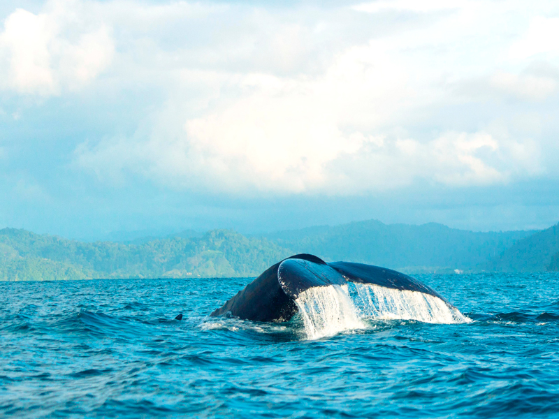 Ballenas a la vista Playa de Oro 7