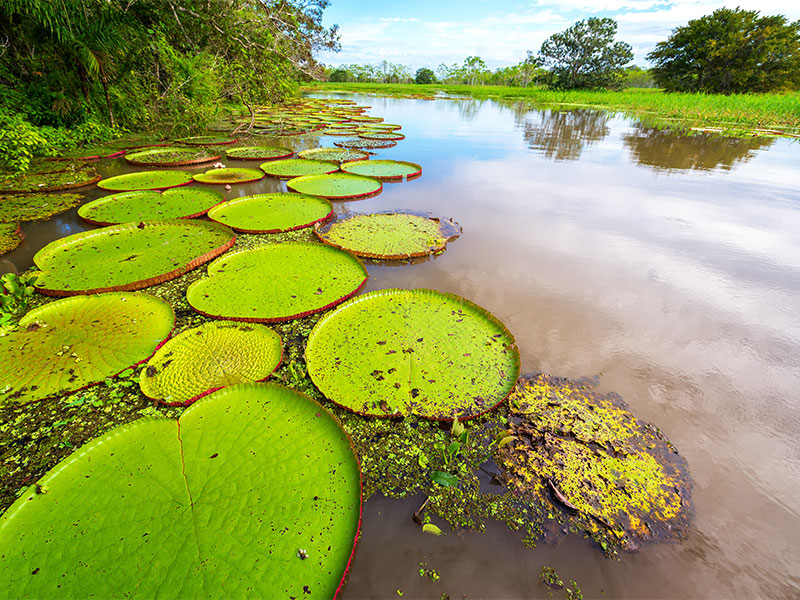 Conociendo el Amazonas 3