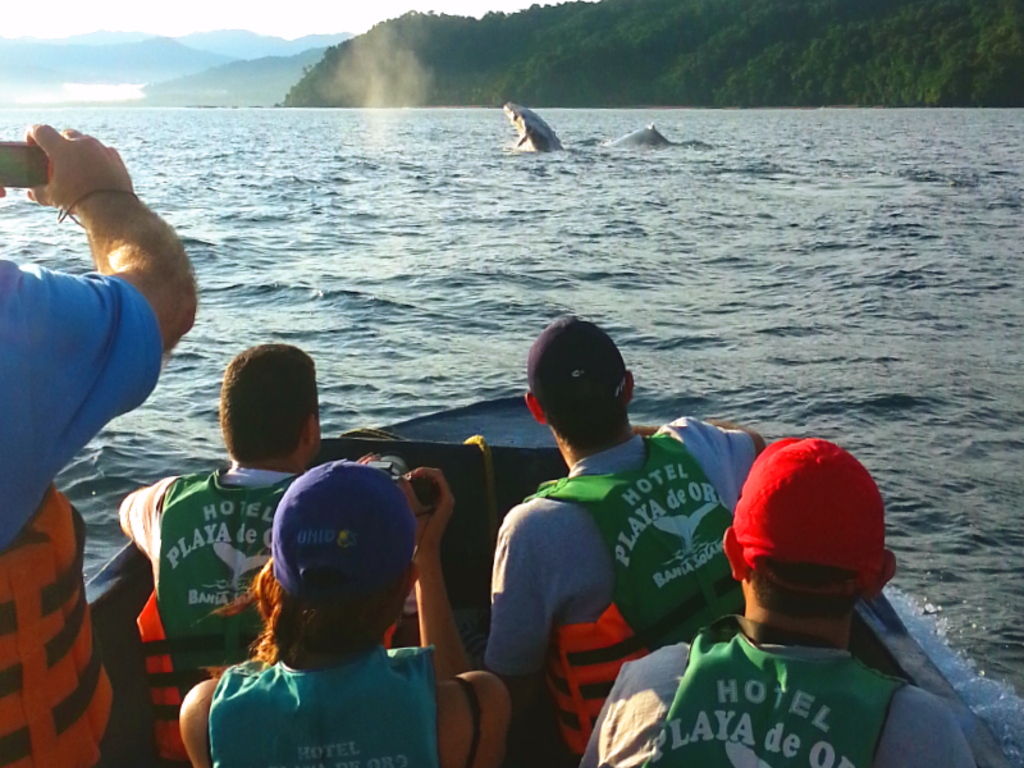 Ballenas a la vista Playa de Oro 0