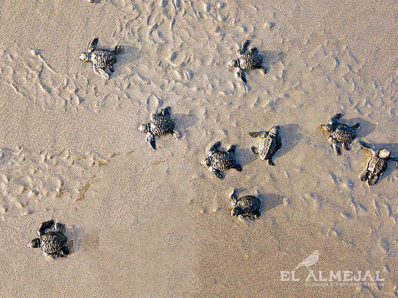 Tortuguitas al Agua Bahía Solano 4