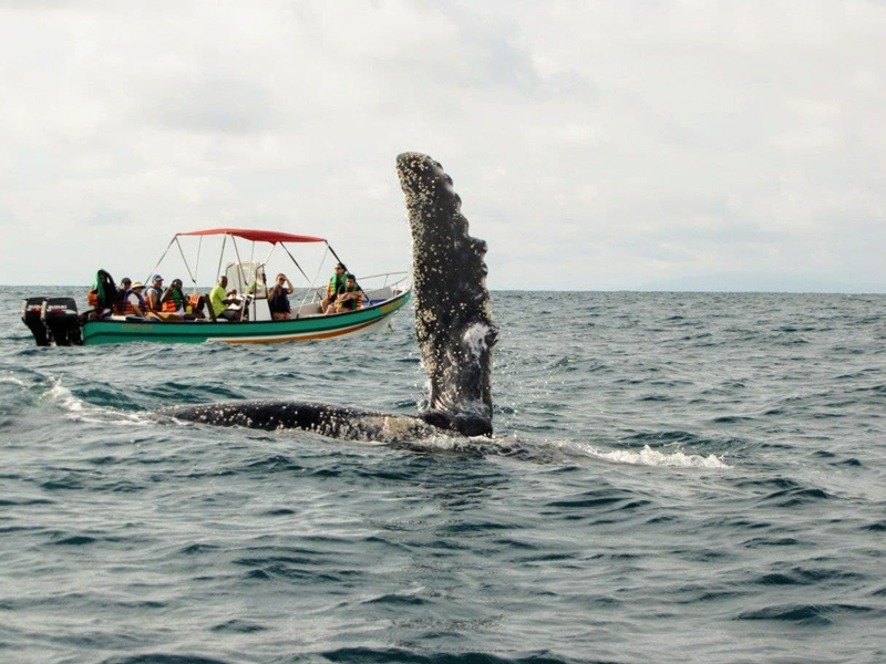 Ballenas a la vista Playa de Oro 8