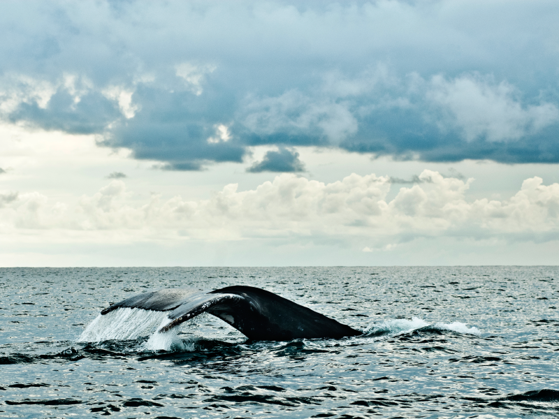 Ballenas a la vista Playa de Oro 2