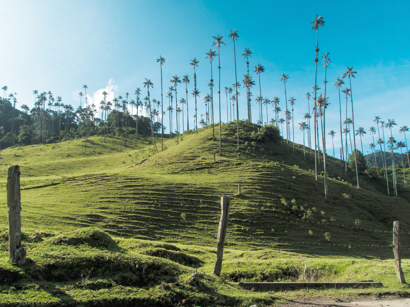 Encanto de la Tierra del Café 0