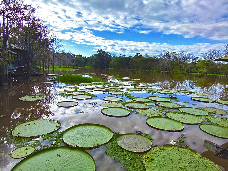 Un nuevo año en el Amazonas 2