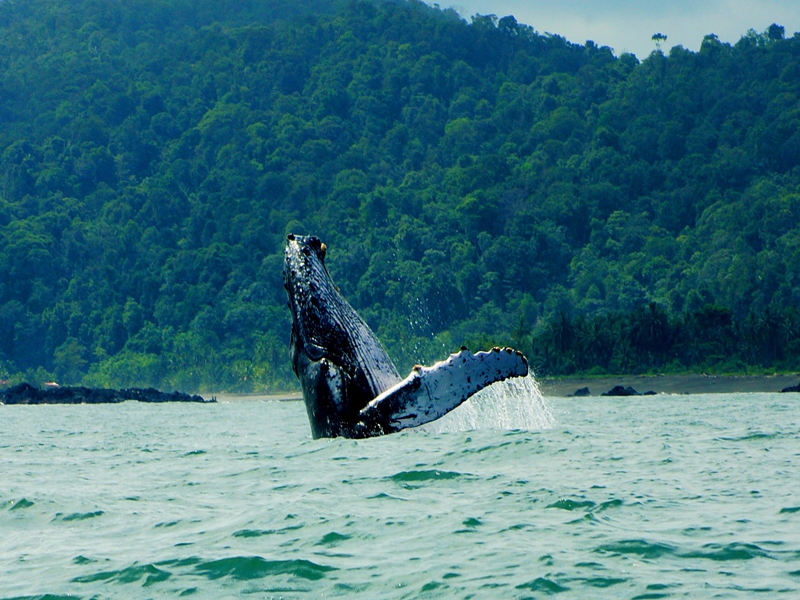 Ballenas a la vista Playa de Oro 4