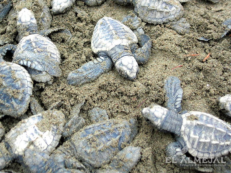 Tortuguitas al Agua Bahía Solano 3