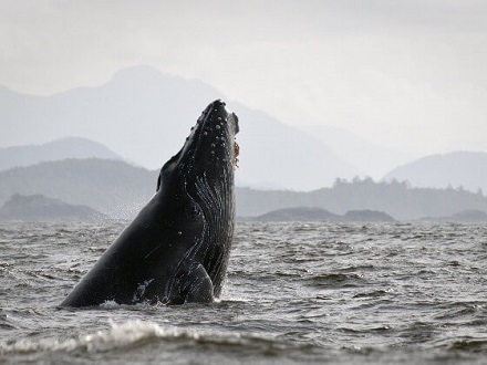 Avistamiento de ballenas