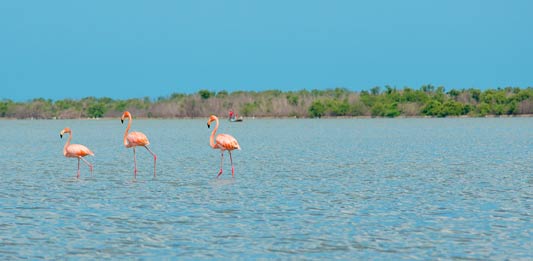 Santuario de Flora y Fauna Los Flamencos