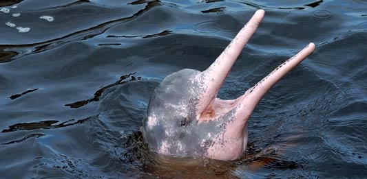 Conoce los delfines rosados